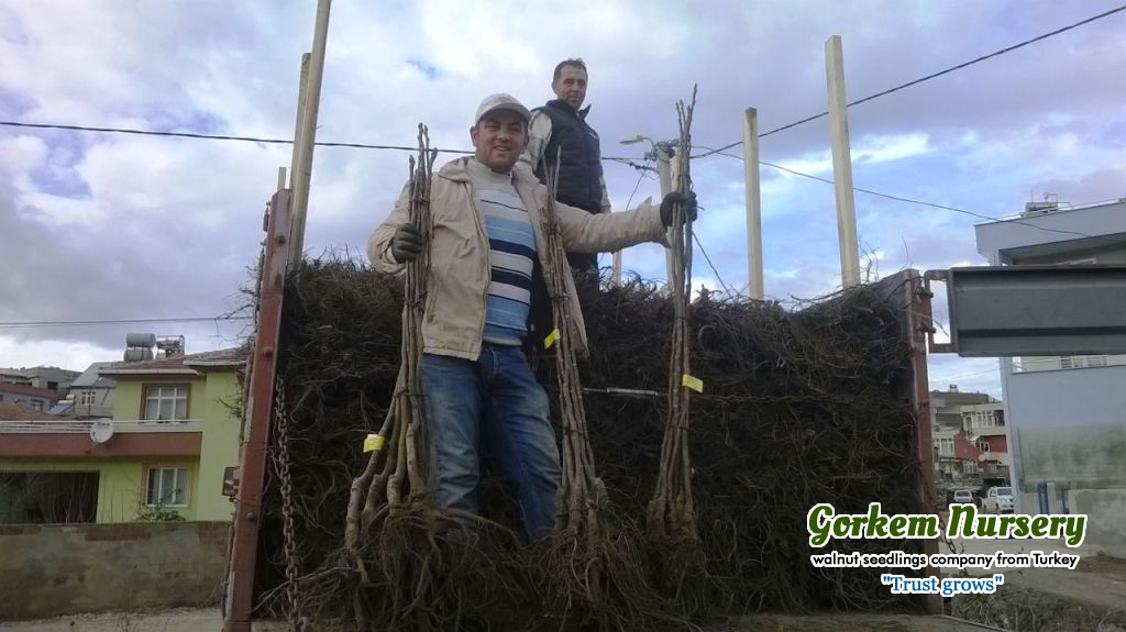 Open-rooted-walnut-nursery