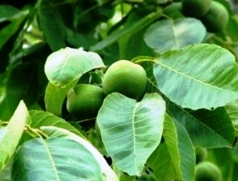 Fernor ceviz fidanı